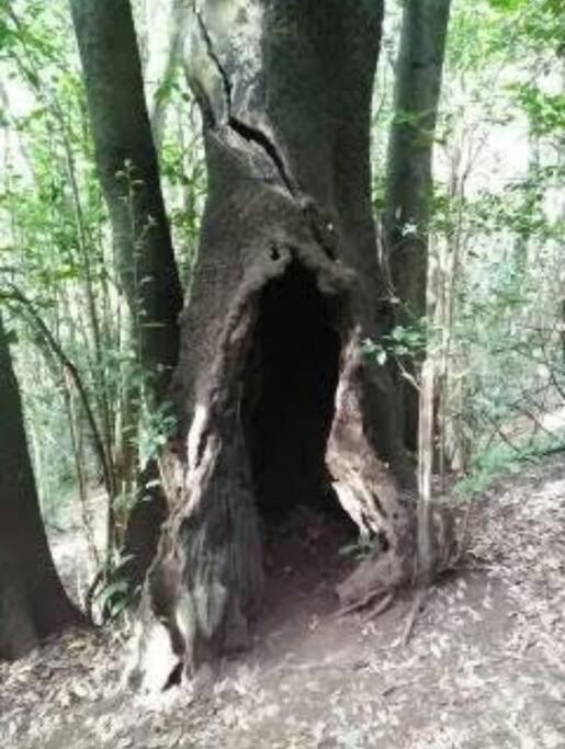 Monte Verde Chinamada Екстериор снимка